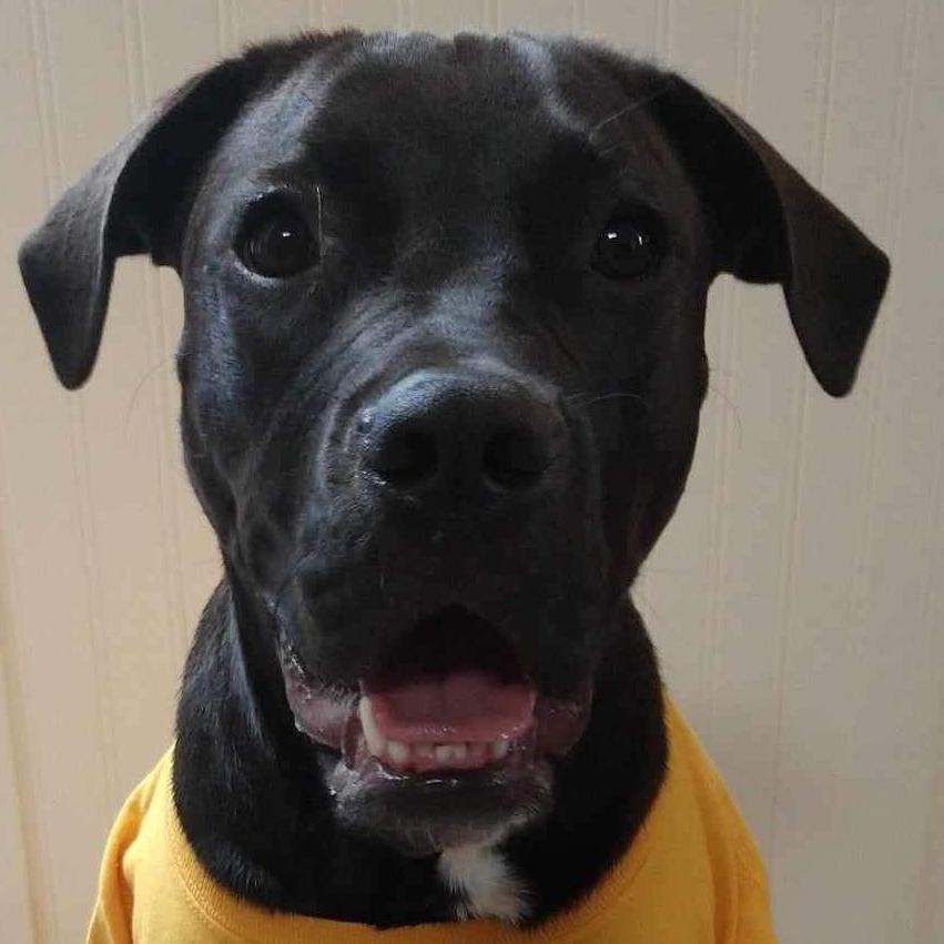 人类学 Professor’s Therapy Dog Reduces Student Stress Level